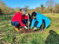 More than 3,300 trees successfully planted around Wellington